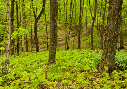 The new leaves of the maples provide great spring color within the Pike Lake Unit, Kettle Moraine State Forest, Hartford, Wisconsin in late May. 