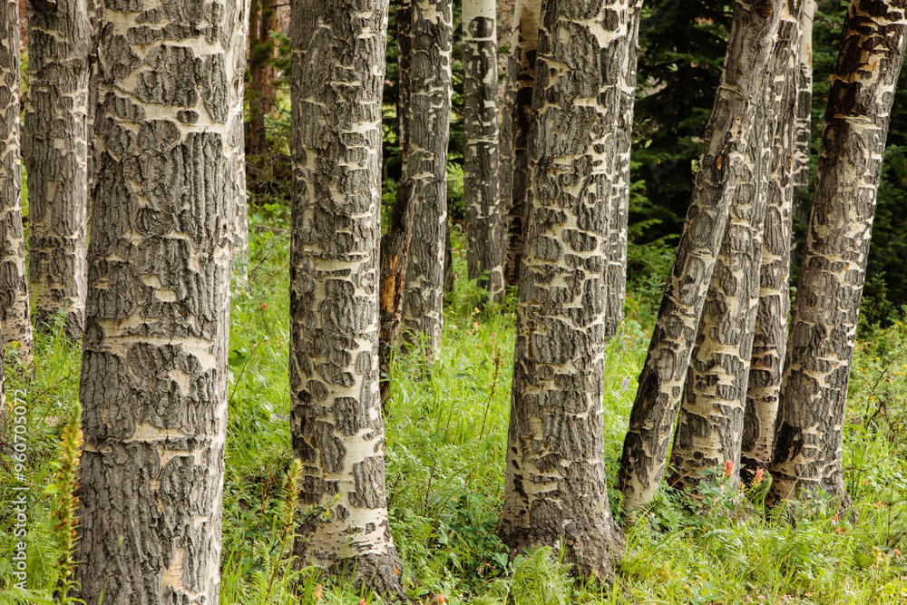 An aspen stand, with the lower trunks showing where the elk have chewed an almost mosaic patterns in the bark, stand together in Horseshoe Park, Rocky Mountain National Park, Colorado An aspen stand, with the lower trunks showing where the elk have chewed an almost mosaic patterns in the bark, stand together in Horseshoe Park, Rocky Mountain National Park, Colorado