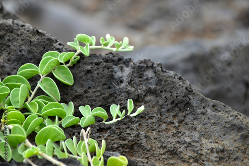 Green Vines With Volcanic Rock Maui Hawaii
