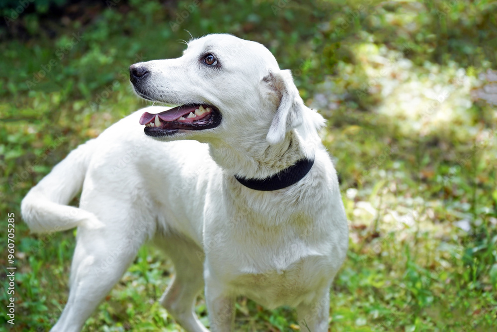 Portrait White Labrador dog on the grass in summer Portrait White Labrador dog on the grass in summer