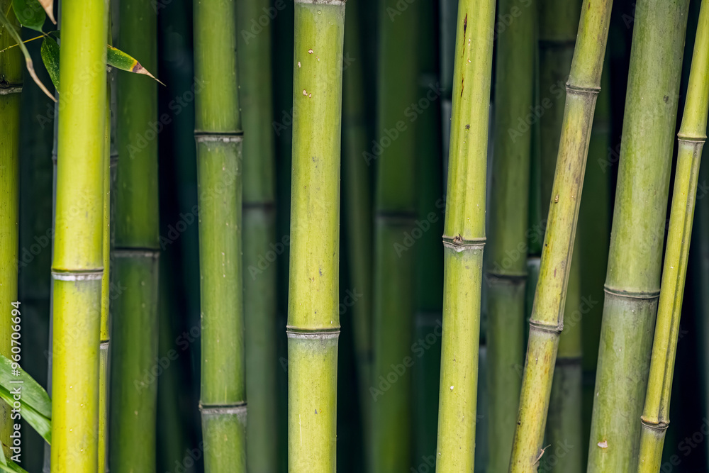 Tall bamboo trees stretch towards the light in a tropical forest, their vibrant green leaves forming a beautiful natural pattern Tall bamboo trees stretch towards the light in a tropical forest, their vibrant green leaves forming a beautiful natural pattern