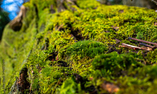 moss on a tree