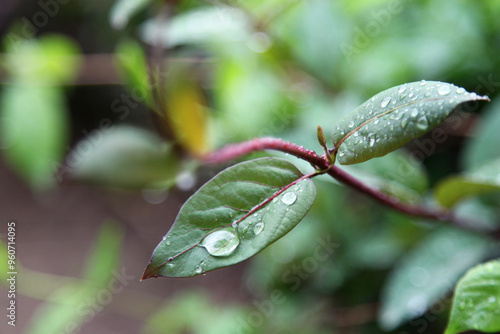 Raindrops on Leaves