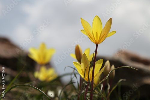 Golden Wildflowers