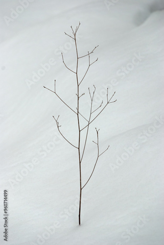 Solitary Winter Branch