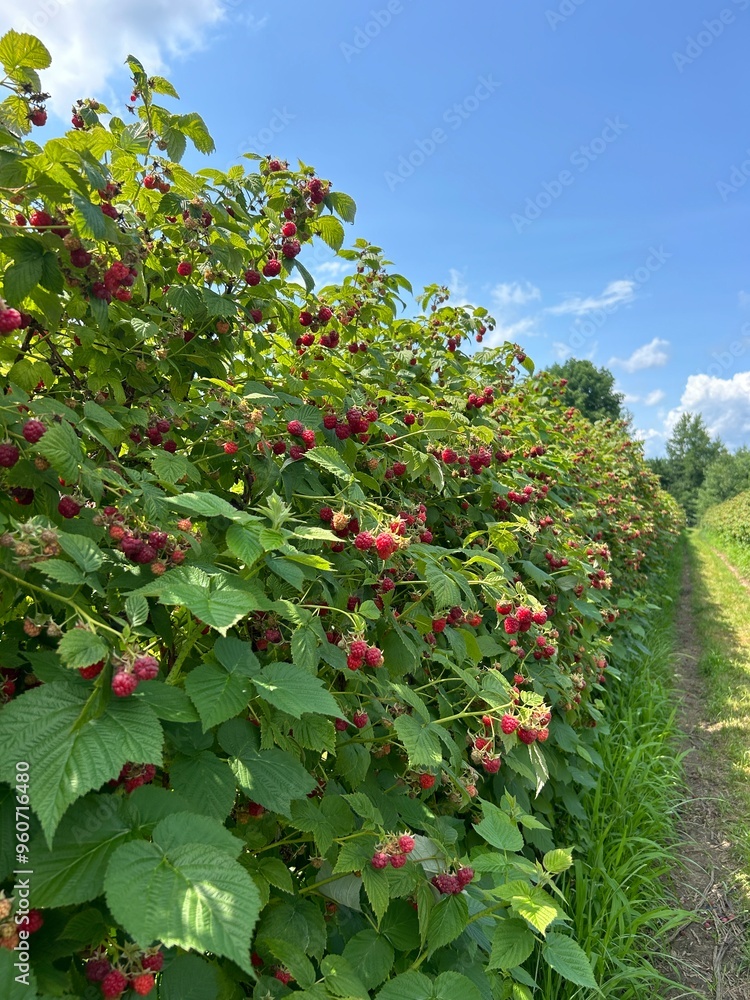 raspberry bush raspberry bush