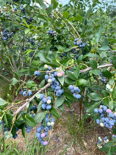 blueberry bush