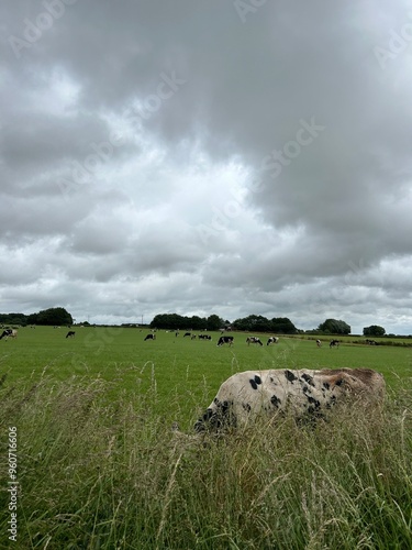 cow field