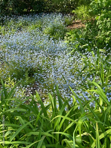 Flower patch 