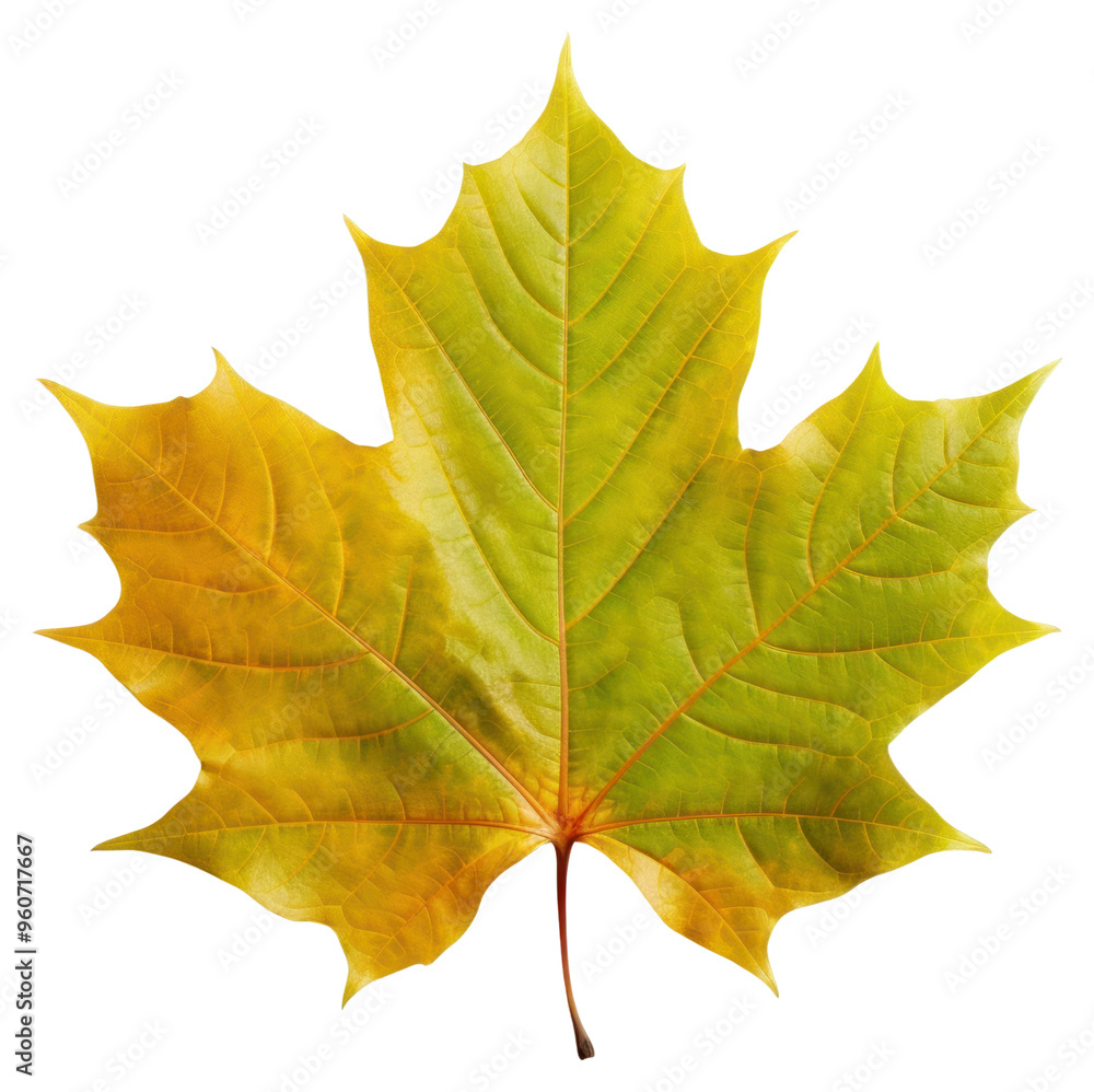 Obraz premium PNG Colorful autumn maple leaf on the white background