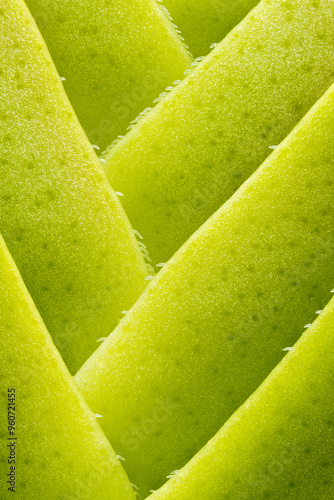 Close-up view of vibrant green plant leaf patterns