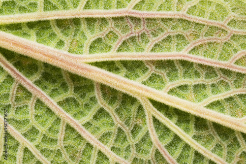 Macro View of Leaf Vein Patterns