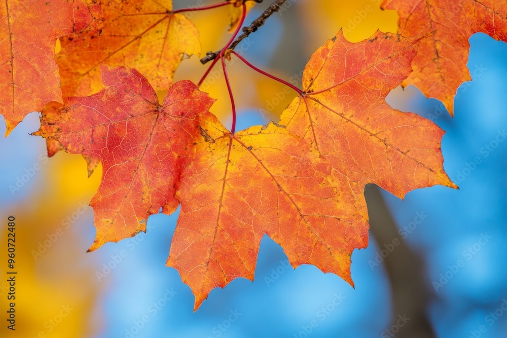 Autumn maple leaves with blue sky background. Selective focus Autumn maple leaves with blue sky background. Selective focus