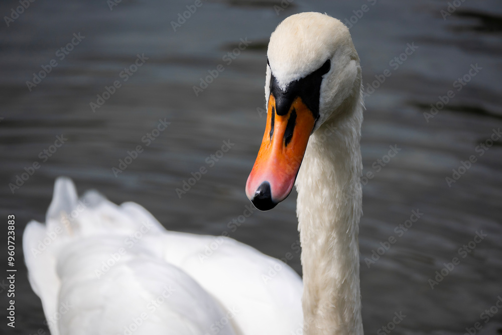 Obraz premium swan on the water