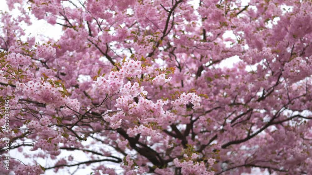 Close up branch with pink sakura blossoms. Close up branch with pink sakura blossoms.