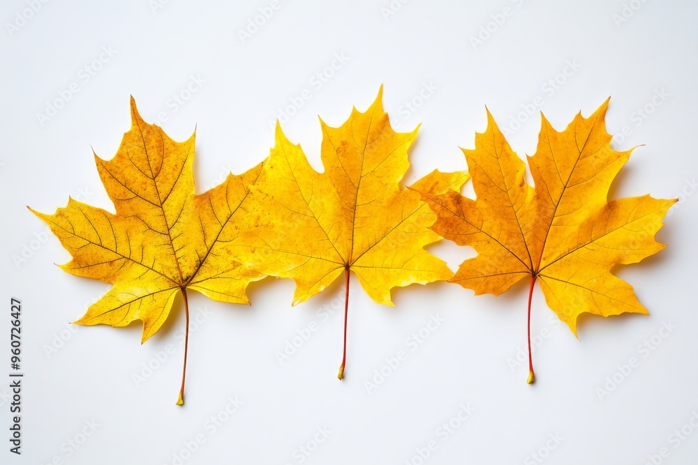 The yellow poplar leaf of autumn isolated on a white background The yellow poplar leaf of autumn isolated on a white background