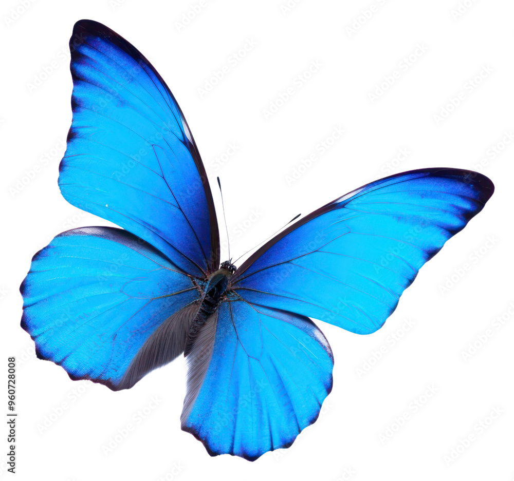 PNG Blue butterfly on the white background PNG Blue butterfly on the white background