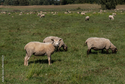 A flock of sheep grazing in a pasture or meadow