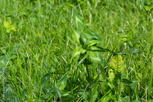 Multispecies sward containing red clover and chicory for grazing or as animal feed