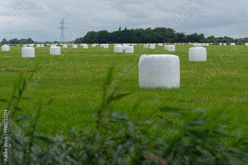 Silage bales on grassland after harvesting grass for forage and animal feed
