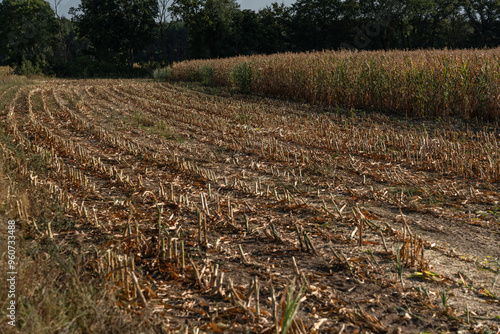 Maize field at the start of harvest, showing mature plants and stubble