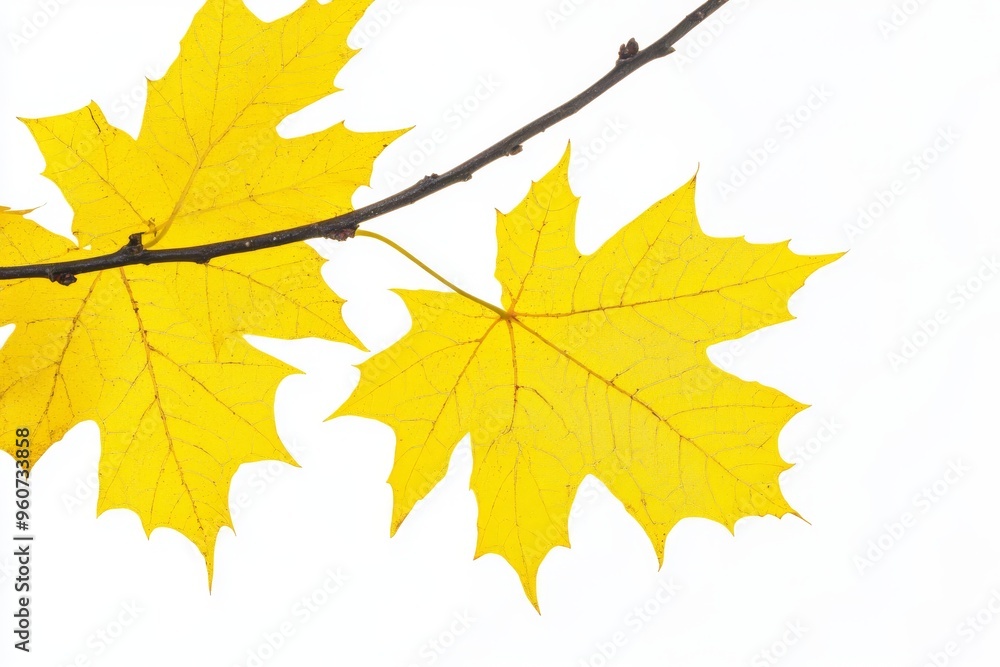 Leafy maple branch in autumn with yellow leaves isolated in transparent Leafy maple branch in autumn with yellow leaves isolated in transparent