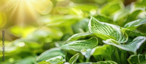 Close Up Of Hosta Fortunei Aureomarginata Funkia Ovata Albo Picta Green Leaves Wide Brim photo