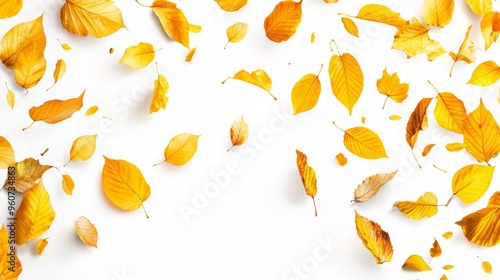 A fall leaf with an autumn color isolated over a transparent background