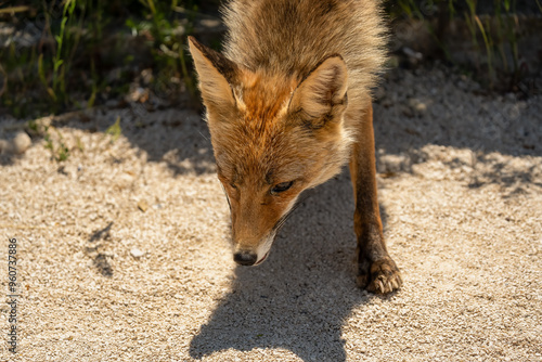 close-up of a wild Iberian Red Fox (Zorro, Vulpes Vulpes Silacea) photo