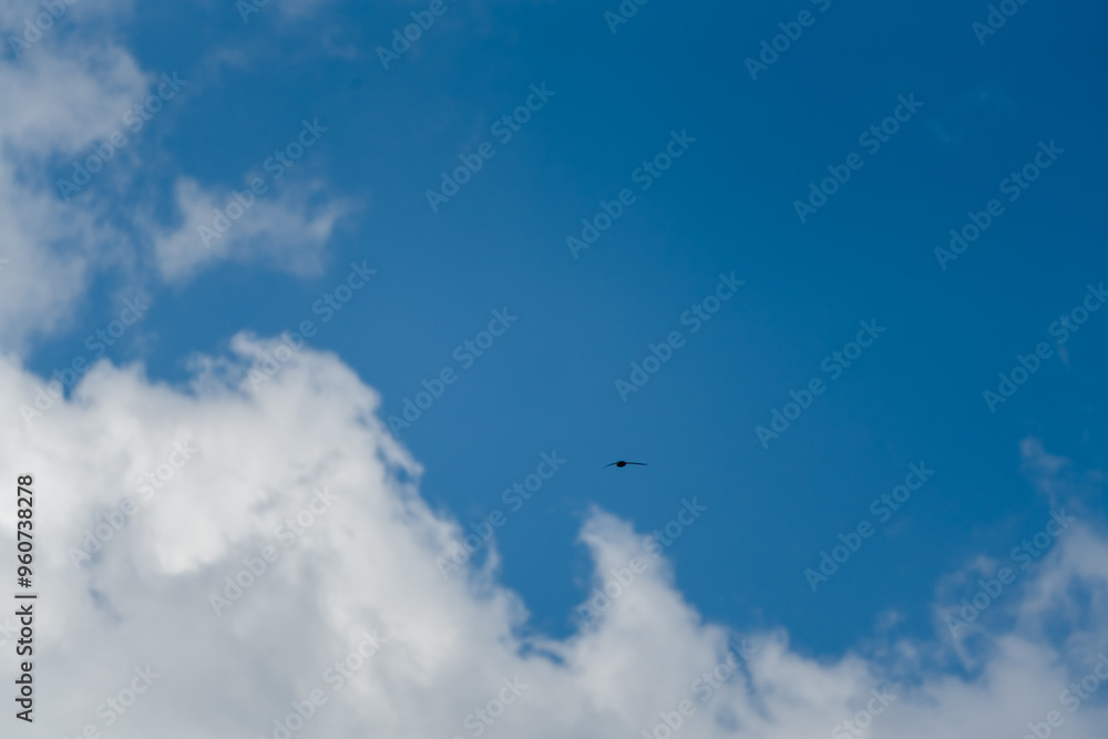 a barn swallow (Hirundo rustica) in flight under a clear light blue spring sky a barn swallow (Hirundo rustica) in flight under a clear light blue spring sky