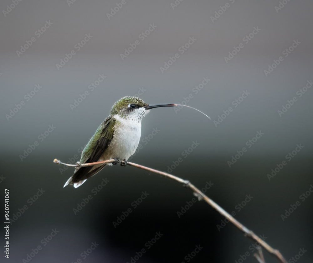 Fototapeta premium A juvenile male ruby throated hummingbird sticks out it's long tongue, while perched on a branch.