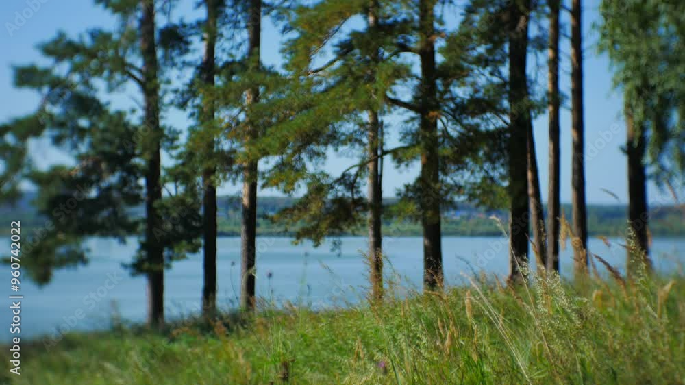 Gentle winds rustle through tall green pine trees along a serene lake shore on a sunny summer day, creating a tranquil atmosphere in a vibrant natural landscape Gentle winds rustle through tall green pine trees along a serene lake shore on a sunny summer day, creating a tranquil atmosphere in a vibrant natural landscape