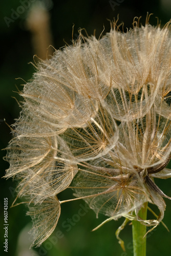 Dandelion seed head and black background