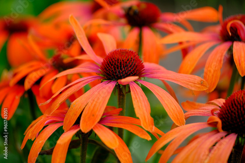 Orange Coneflower flowers