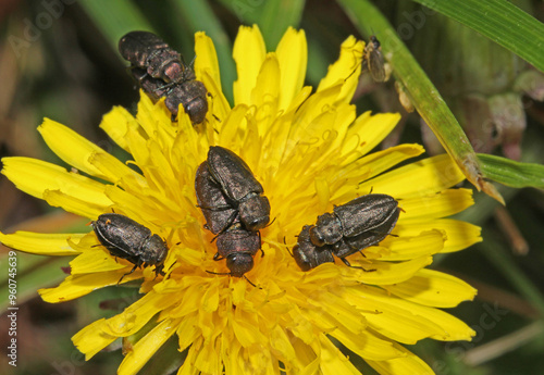 minuscoli coleotteri (Anthaxia quadripunctata) si accoppiano su un capolino di tarassaco