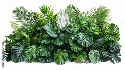 Lush green tropical plants bush (monstera, palm, rubber plant, pine and fern), cut out