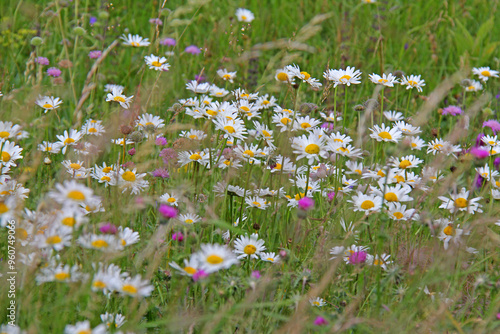 margherite e cardi; prato fiorito photo