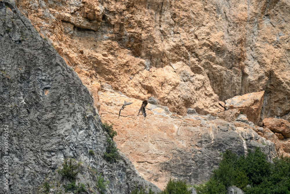 Obraz premium a pair of lammergeier bearded vultures (ossifrage, gypaetus barbatus) in duelling flight with rock mountain backdrop