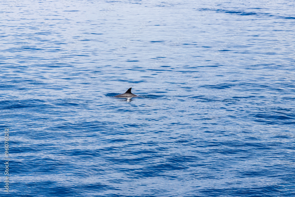 Fototapeta premium Dolphins in the water by the coast of Corfu, Greece