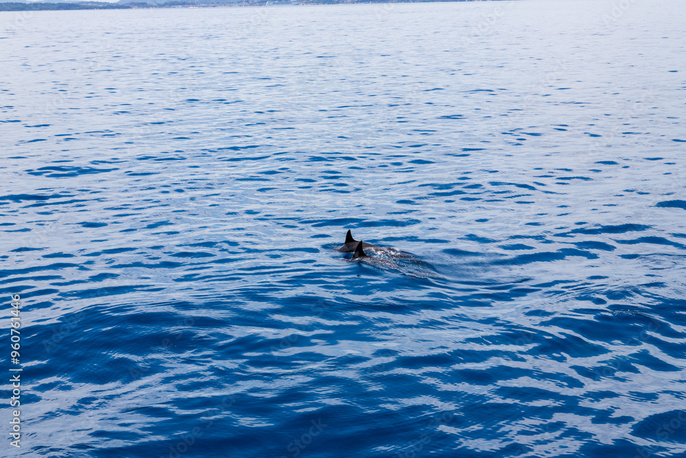 Fototapeta premium Dolphins in the water by the coast of Corfu, Greece