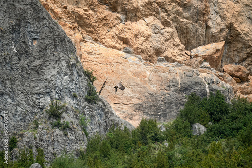 a pair of lammergeier bearded vultures (ossifrage, gypaetus barbatus) in duelling flight with rock mountain backdrop