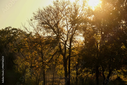 Texas sunrise background over trees in spring landscape, calm serene countryside. photo