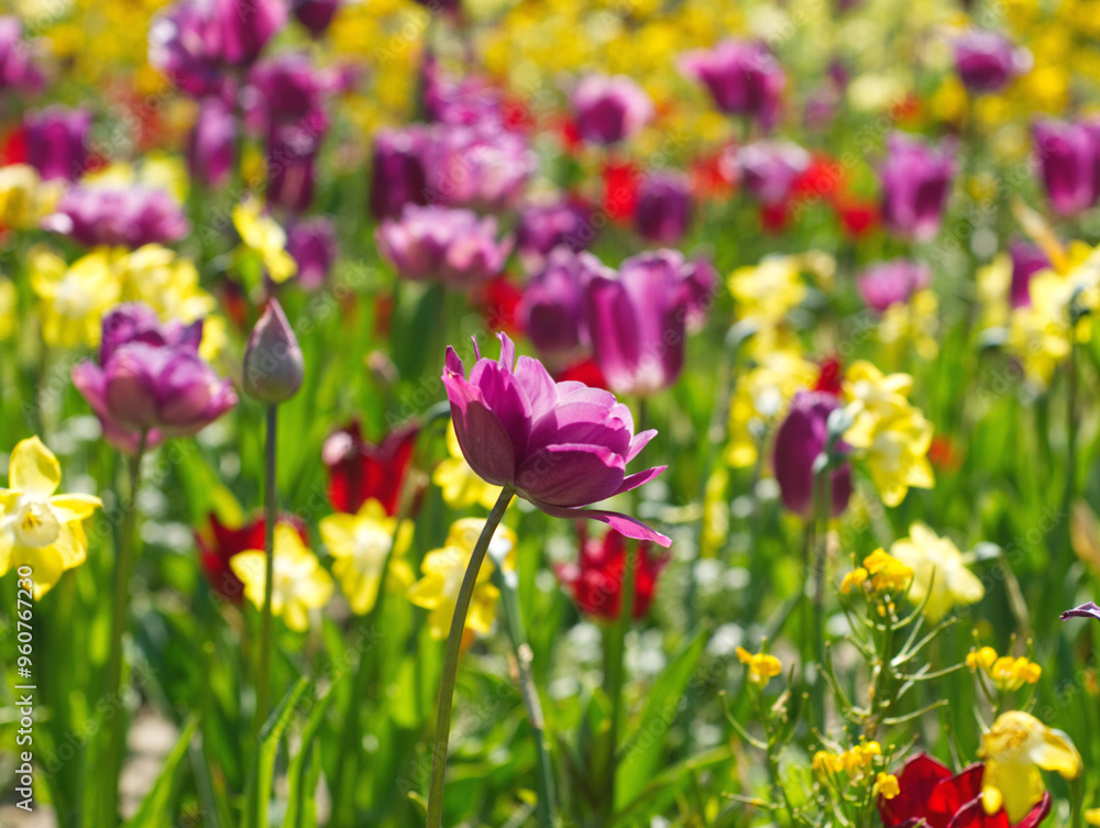 Colorful flowers meadow. Pink and yellow tulip field. Flowers landscape. Yellow and pink tulip flowers. Spring background. Spring flowers meadow. Greeting card, invitation. Spring tulips garden. Colorful flowers meadow. Pink and yellow tulip field. Flowers landscape. Yellow and pink tulip flowers. Spring background. Spring flowers meadow. Greeting card, invitation. Spring tulips garden.