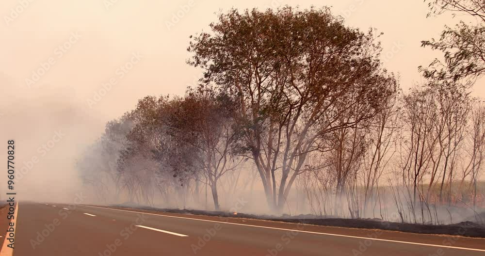 tree on fire on the side of the road tree on fire on the side of the road
