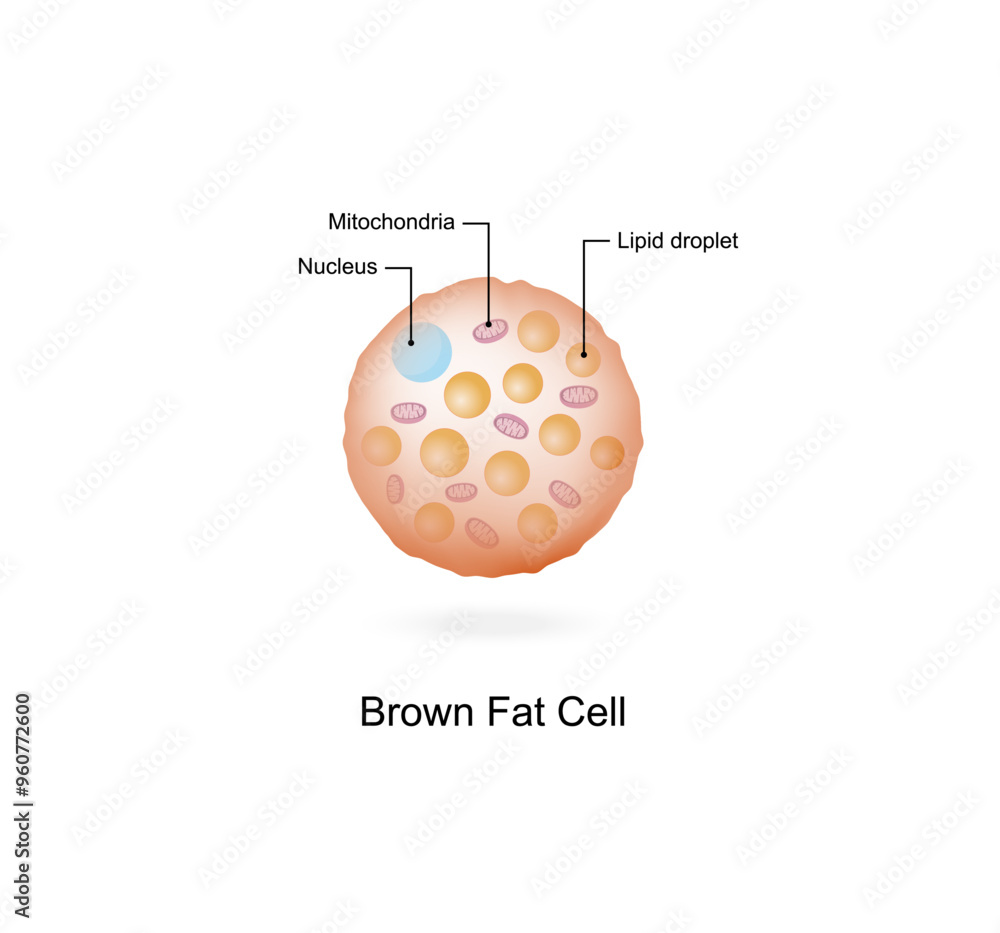Brown fat cells. Adipocytes. Lipid droplets. Adipose tissue. Vector illustration. Brown fat cells. Adipocytes. Lipid droplets. Adipose tissue. Vector illustration.