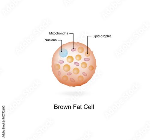 Brown fat cells. Adipocytes. Lipid droplets. Adipose tissue. Vector illustration.