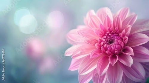 Close-up of a pink dahlia flower against a blurry backdrop