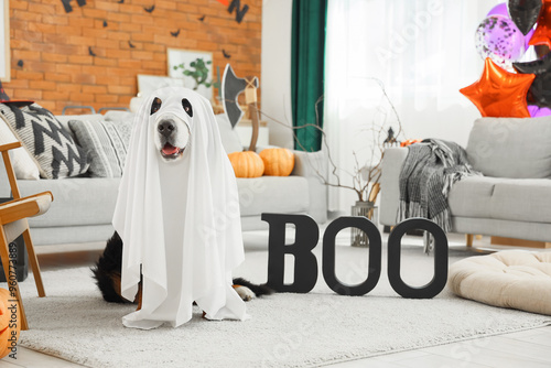 Cute Bernese mountain dog dressed as ghost with Halloween decorations and word BOO sitting at home photo