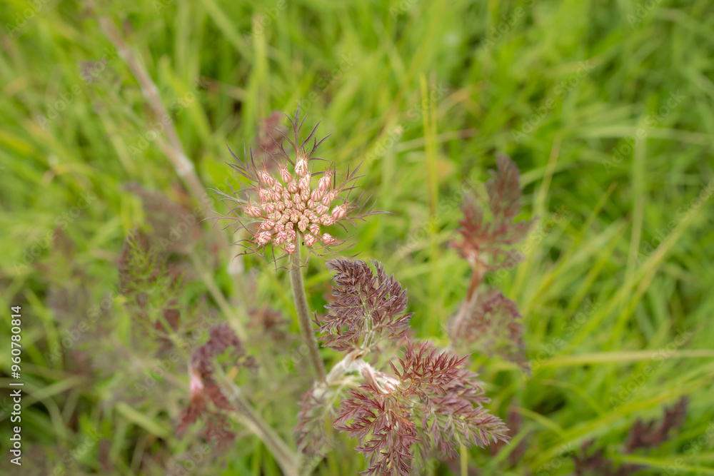close-up of Wild carrot (Daucus carota, wild carrot, European wild carrot, bird's nest, bishop's lace, Queen Anne's lace) close-up of Wild carrot (Daucus carota, wild carrot, European wild carrot, bird's nest, bishop's lace, Queen Anne's lace)
