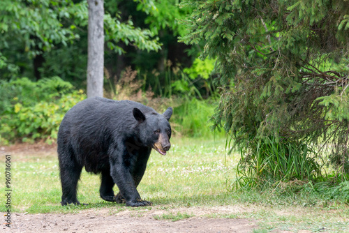 American Black Bear Entering a Clearing in the Wild